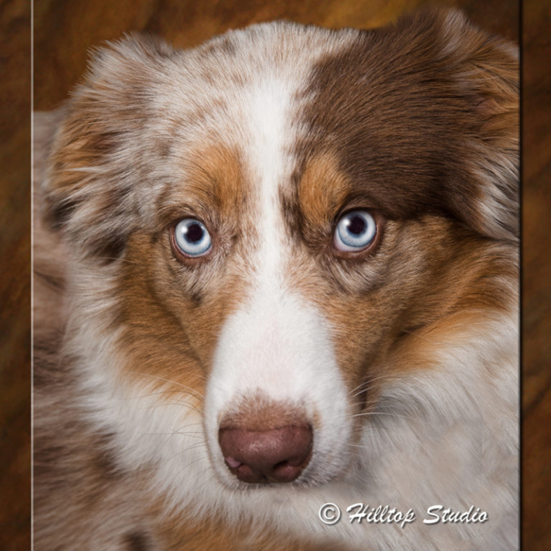 Pet-Photography_Willow